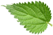 leaf small